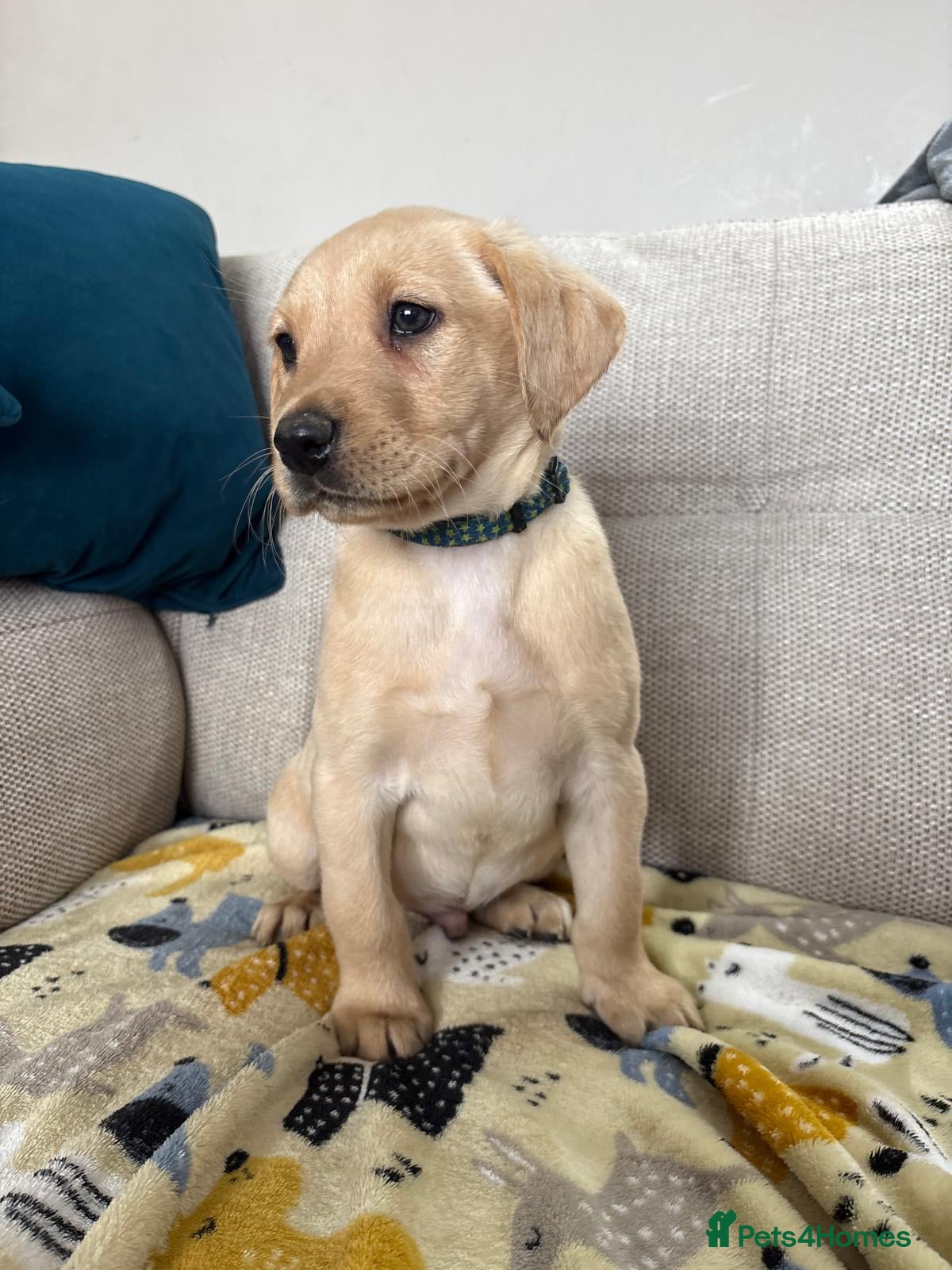 Labrador Retriever dogs Ready now 🐶Stunning Labrador puppies READY NOW 🥰 - Advert 2