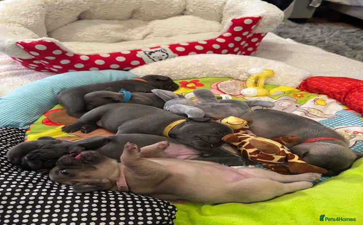 French Bulldog dogs - Advert 15