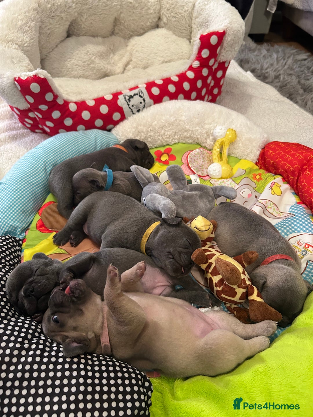 French Bulldog dogs for sale: French bulldog pups  - Image 1
