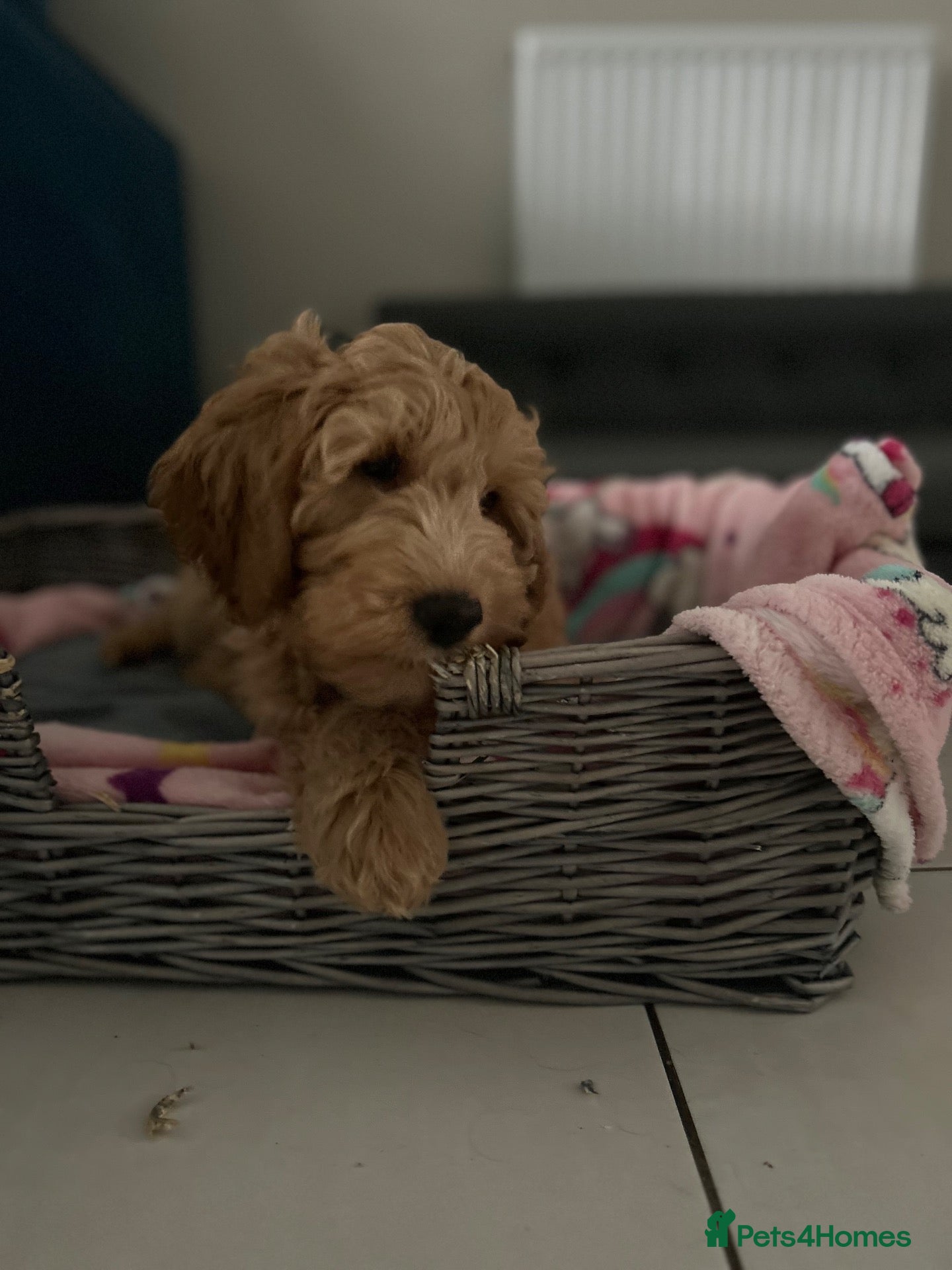 Australian Labradoodle dogs for sale: Australian labradoodle  - Advert 18
