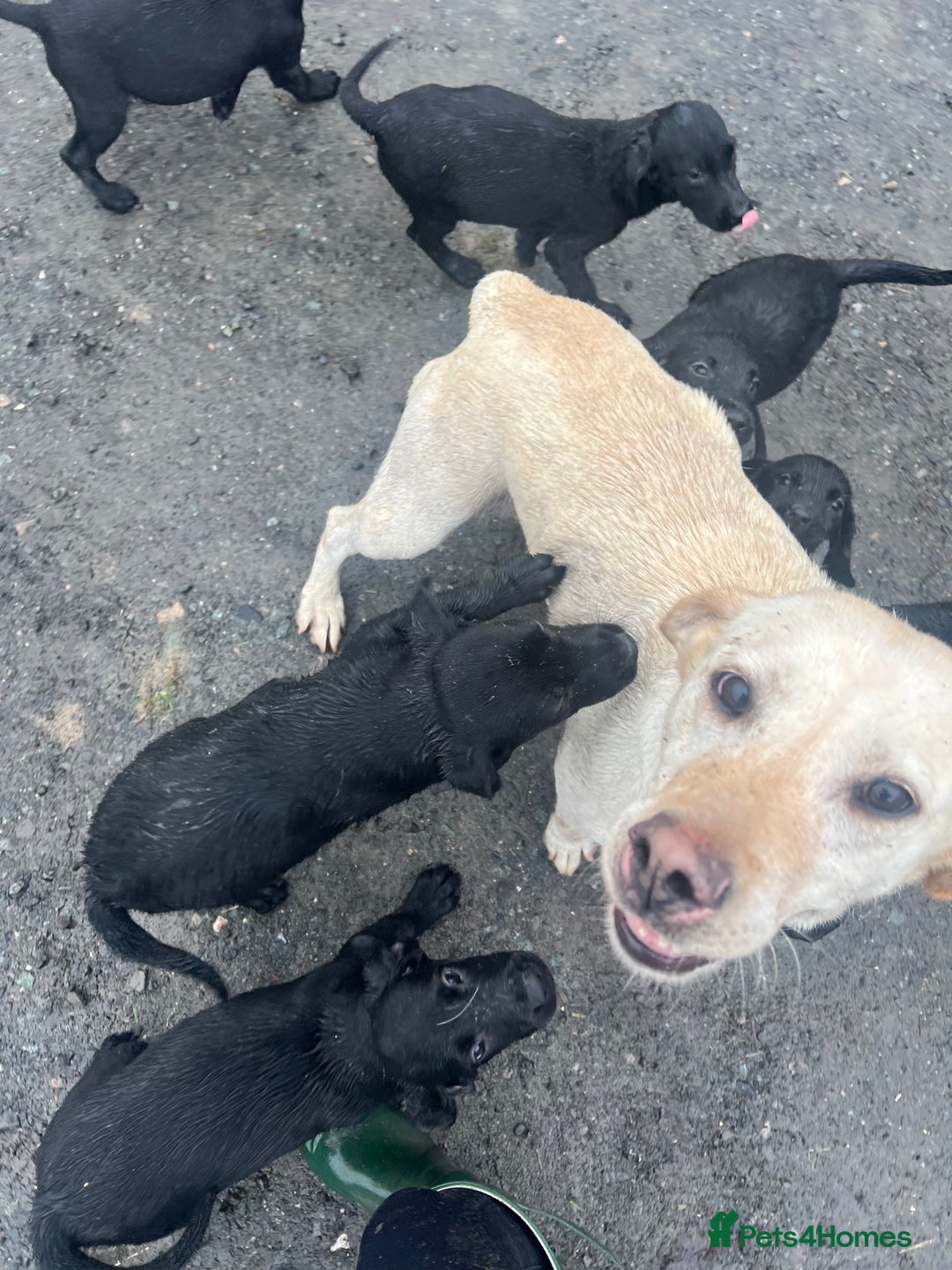 Springador dogs for sale: Beautiful F1 Springador pups for sale! - Advert 9