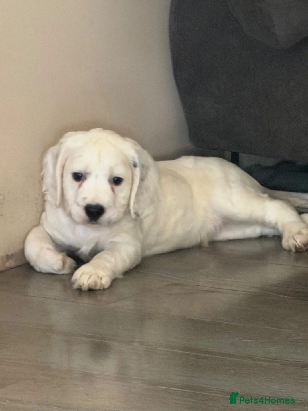 Cocker Spaniel dogs for sale: Cocker spaniel puppies  - Advert 10