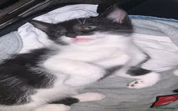Mixed Breed cats for sale: Mixed breed kittens READY NOW!!!!🥰 - Image 3