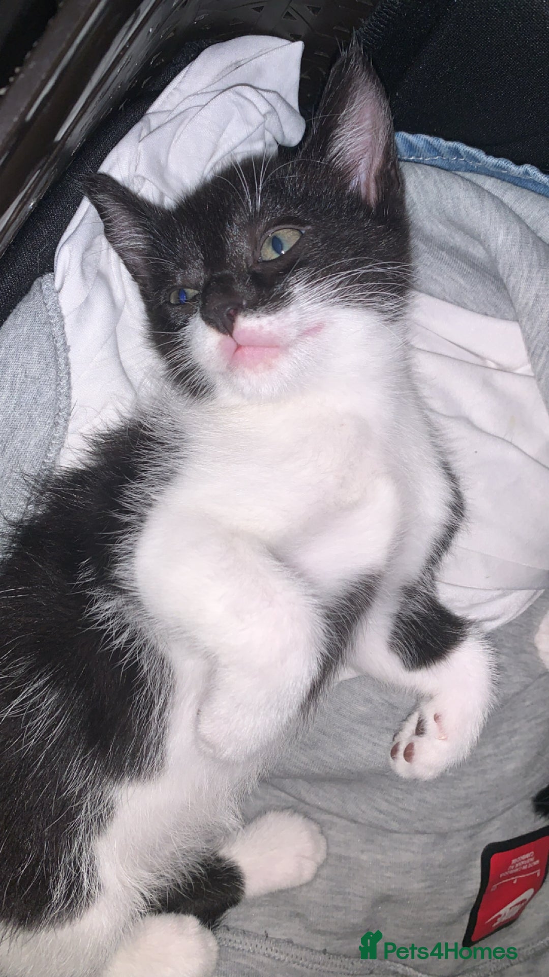 Mixed Breed cats for sale: Mixed breed kittens READY NOW!!!!🥰 - Image 3