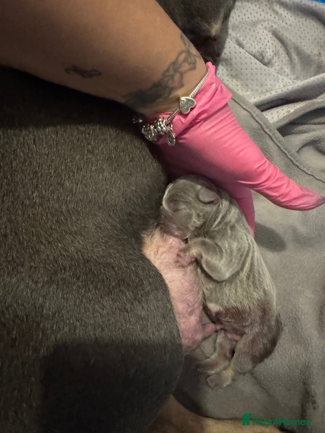 French Bulldog dogs for sale: French bulldog pups - Image 11