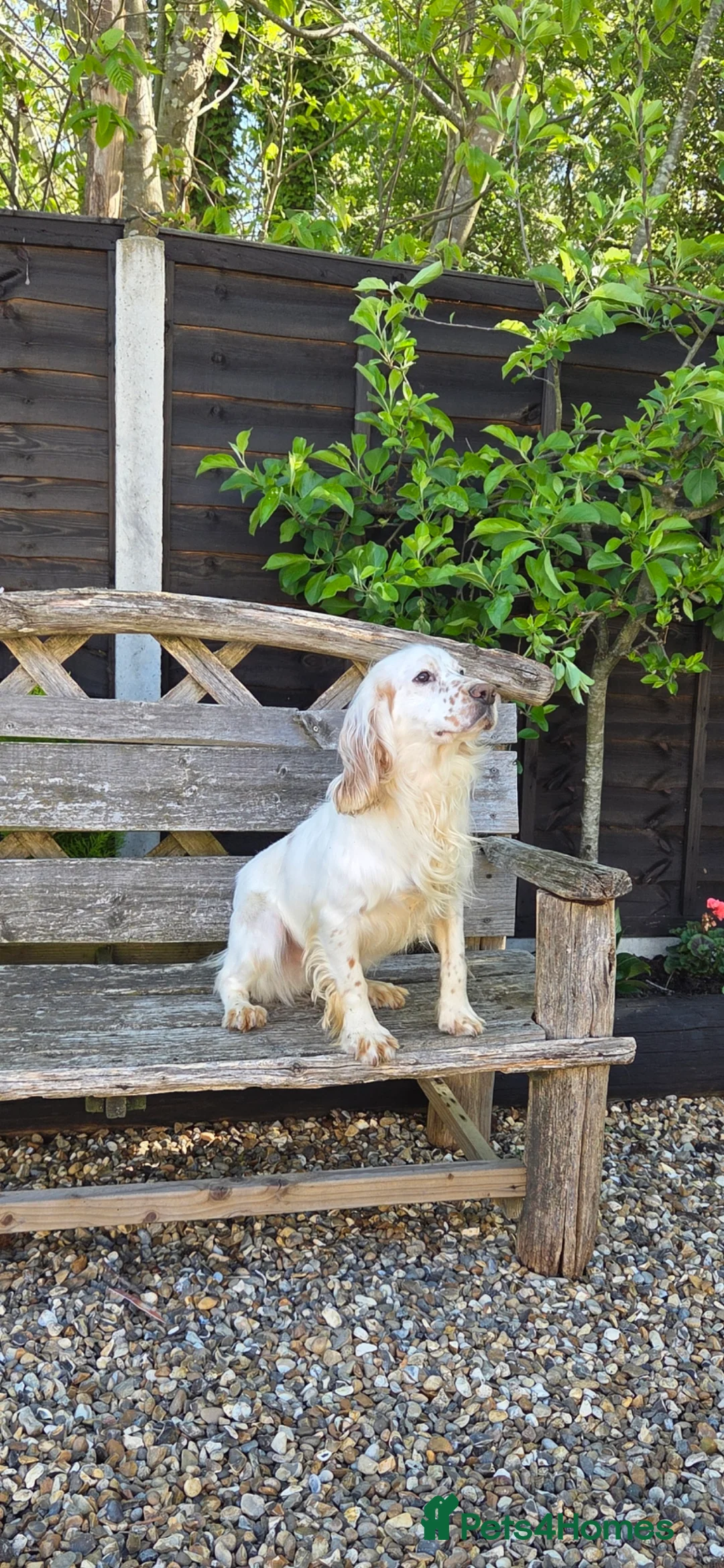 Cocker Spaniel dogs for sale: Kc registered Working cocker spaniel part trained  in Dartford - Advert 1