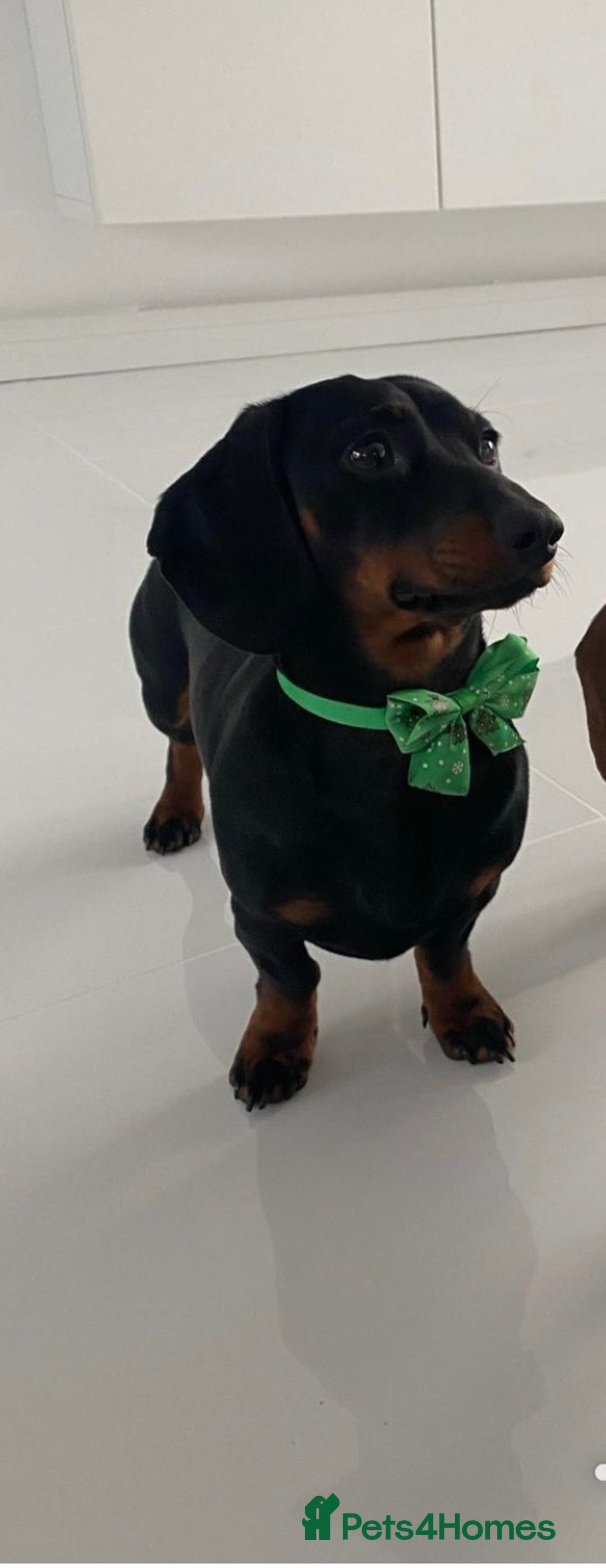 Miniature Dachshund dogs for stud: Proven Stud Black & Tan Miniature Dachshund Stud in Durham - Advert 7