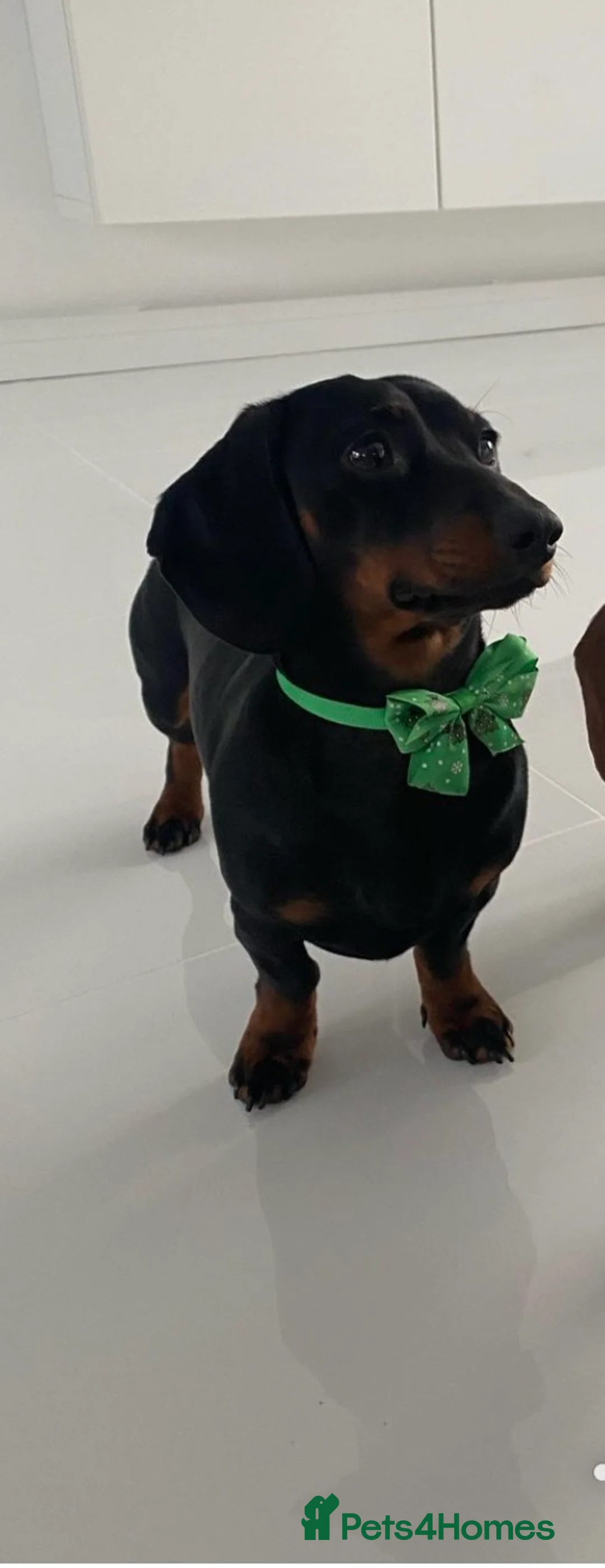 Miniature Dachshund dogs for stud: Proven Stud Black & Tan Miniature Dachshund Stud in Durham - Advert 7