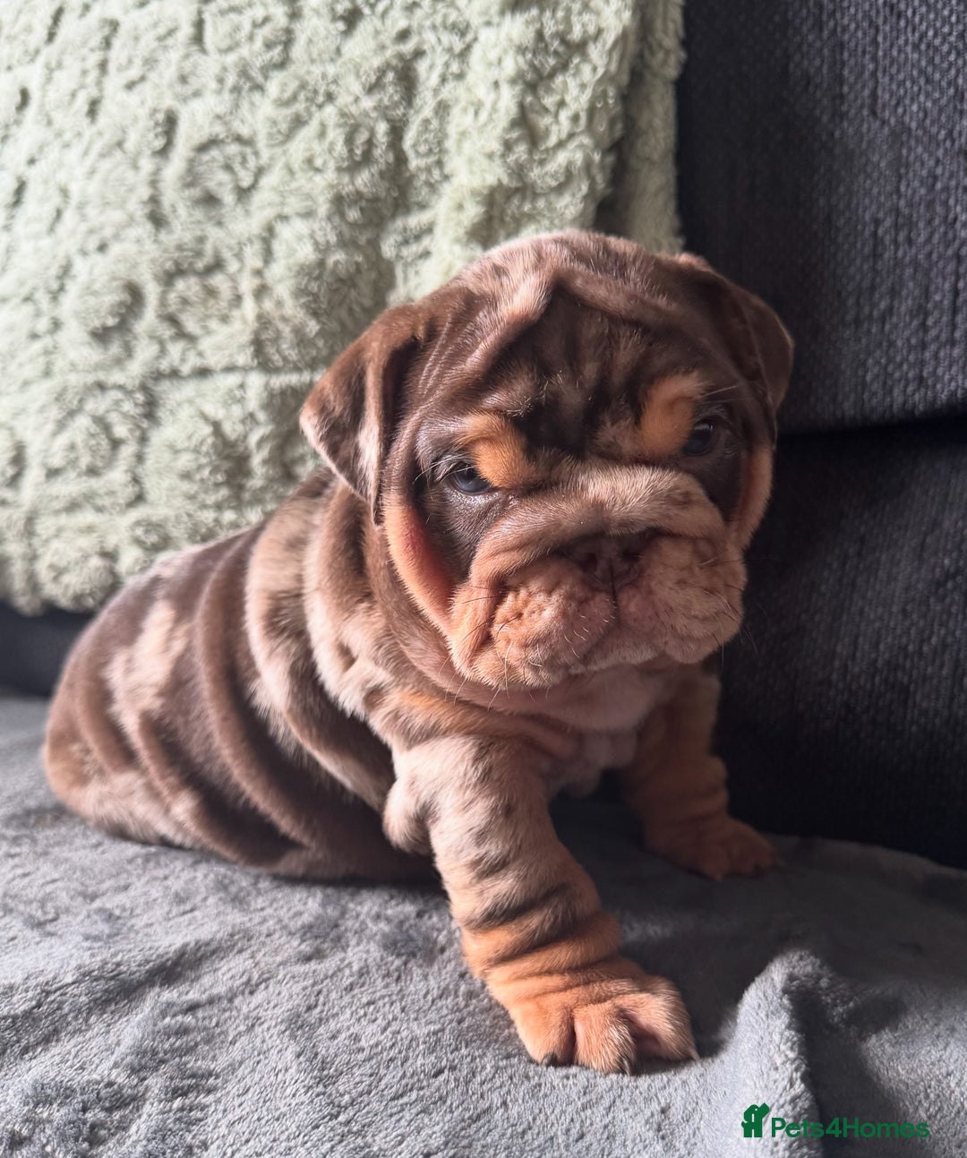 English Bulldog dogs for sale: English bulldog puppies - Image 24