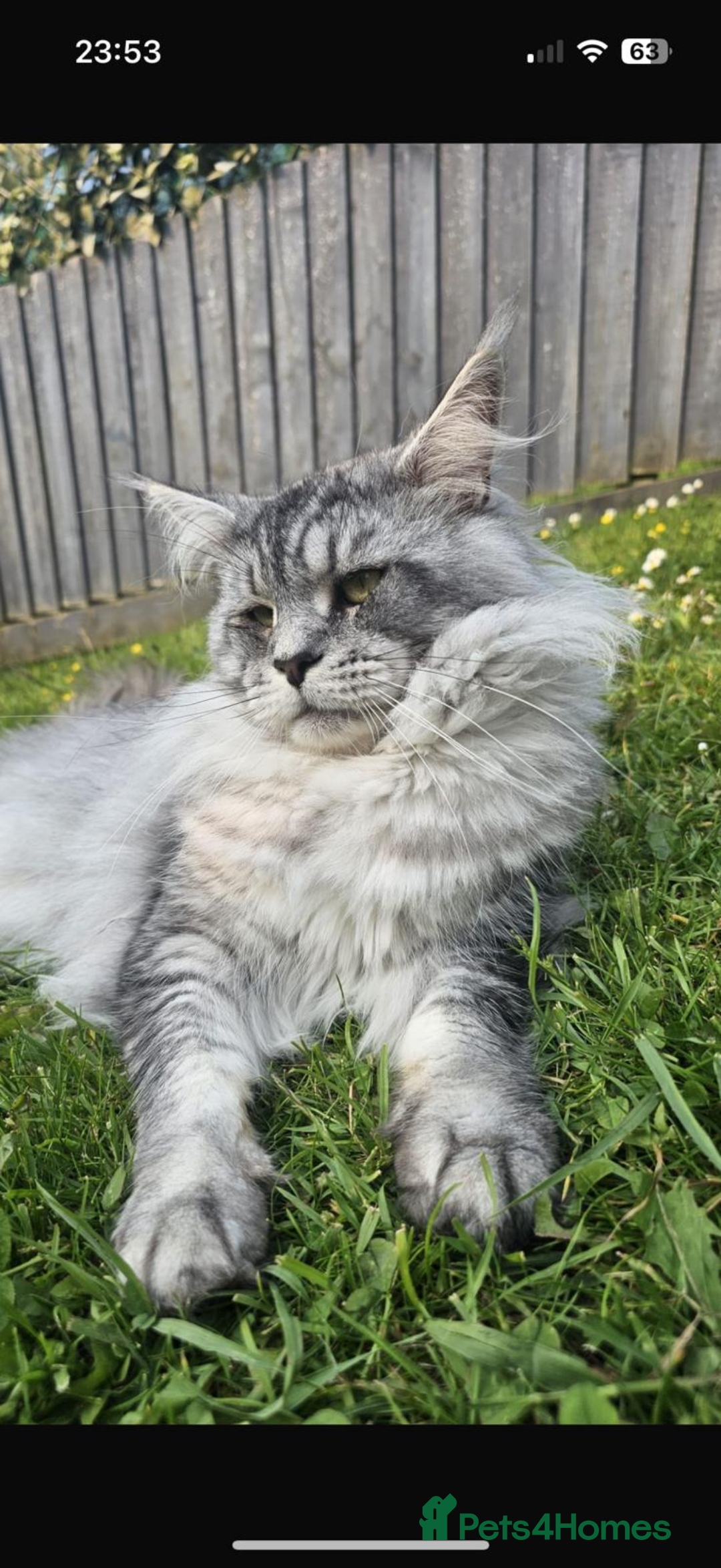 Maine Coon cats for sale: Maine coon kittens - Advert 10