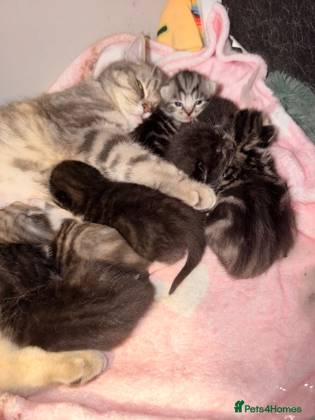 Mixed Breed cats for sale: Kittens in Steyning - Advert 1