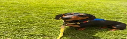 Miniature Dachshund dogs for sale: Very sweet mini Dachshund girl in Carluke - Advert 2