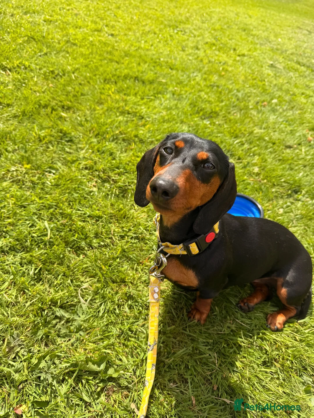 Miniature Dachshund dogs for sale: Very sweet mini Dachshund girl in Carluke - Advert 2