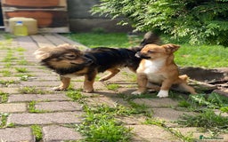 Mixed Breed dogs for adoption: 💖🐶 LESYA 🐶💖 - Image 4