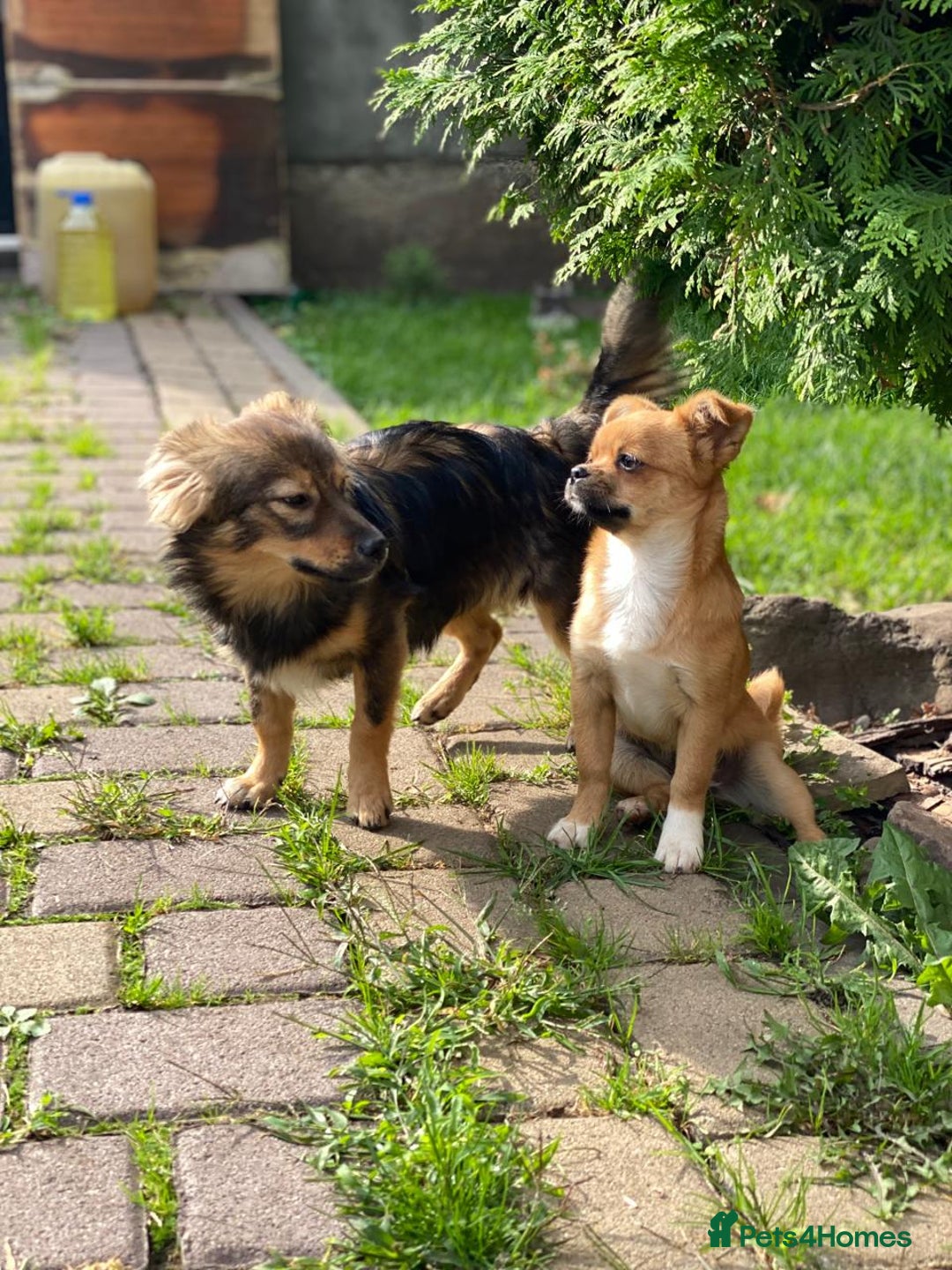 Mixed Breed dogs for adoption: 💖🐶 LESYA 🐶💖 - Image 4