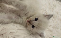 Ragdoll cats for sale: Ragdoll Kittens Male & Female - Image 17