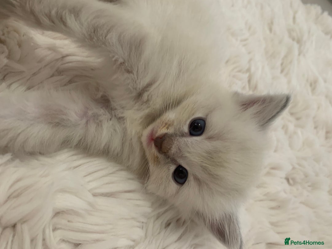 Ragdoll cats for sale: Ragdoll Kittens Male & Female - Image 17