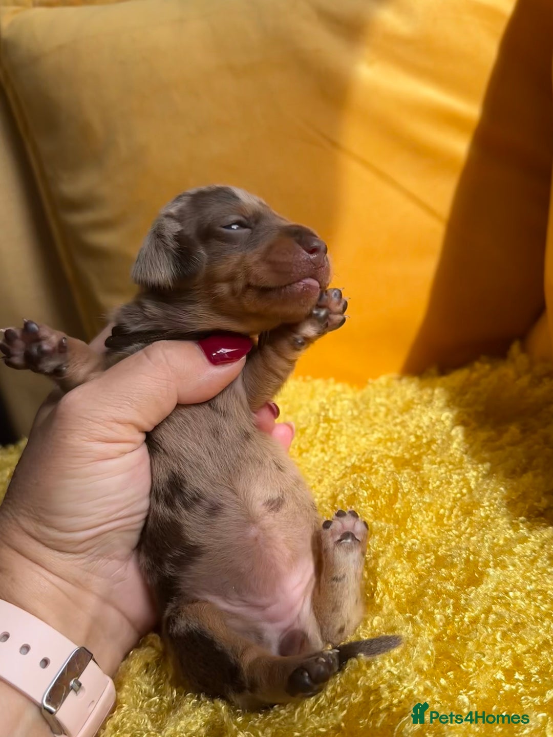 Miniature Dachshund dogs for sale: Miniature Dachshund stunning puppies  - Image 6