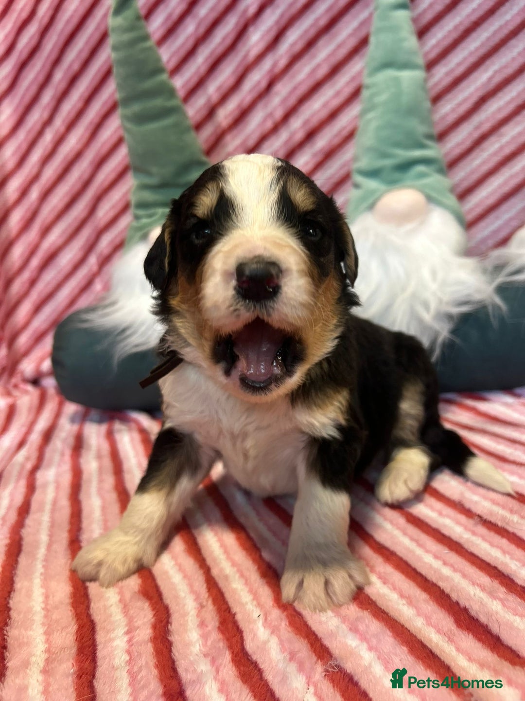 Bernedoodle dogs for sale: Tri Bernedoodle boys and girls  - Advert 11