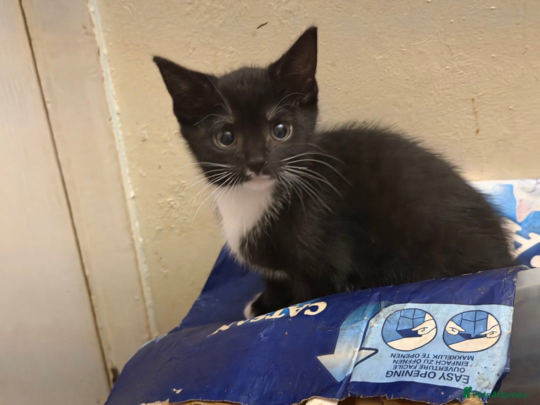 Mixed Breed cats for sale: Adorable Fluffy Kittens - Advert 16