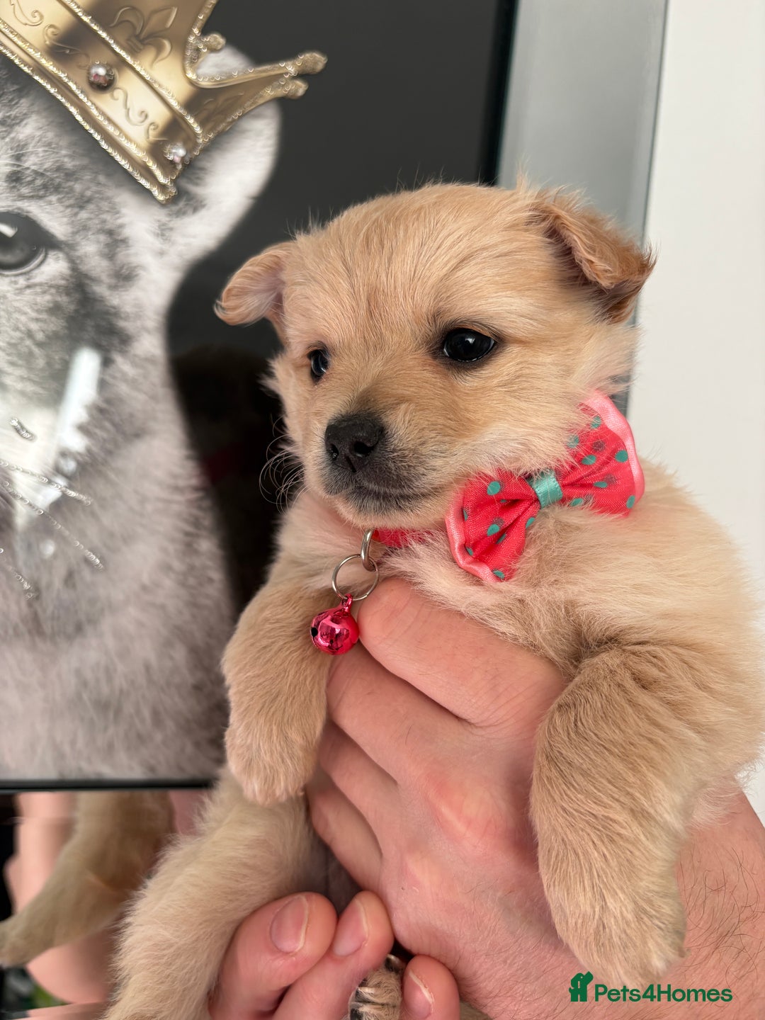 Mixed Breed dogs for sale: Italian volpino x deer head chihuahua puppies  - Advert 5