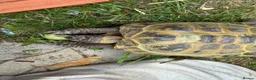 Hermann Tortoise reptiles for sale: 2 Hermann tortoises - Advert 10