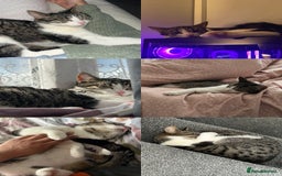 Domestic Shorthair cats for sale: Looking for a loving home for two adorable cats - Advert 3