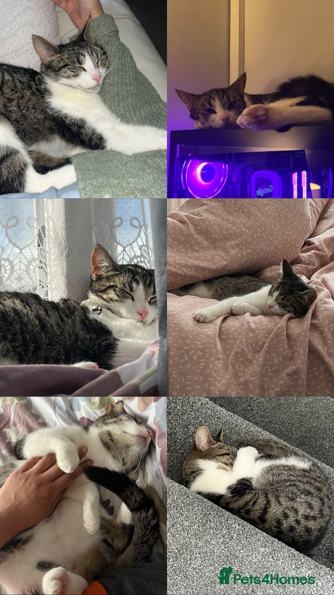 Domestic Shorthair cats for sale: Looking for a loving home for two adorable cats - Advert 3