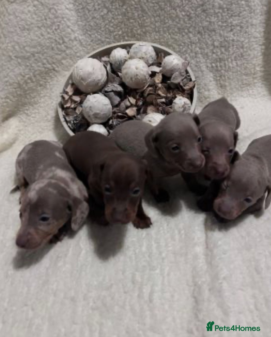 Miniature Dachshund dogs for sale: Miniature dachshunds ready to go  - Advert 1