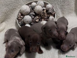 Miniature Dachshund dogs Miniature dachshunds ready to go - Advert 16