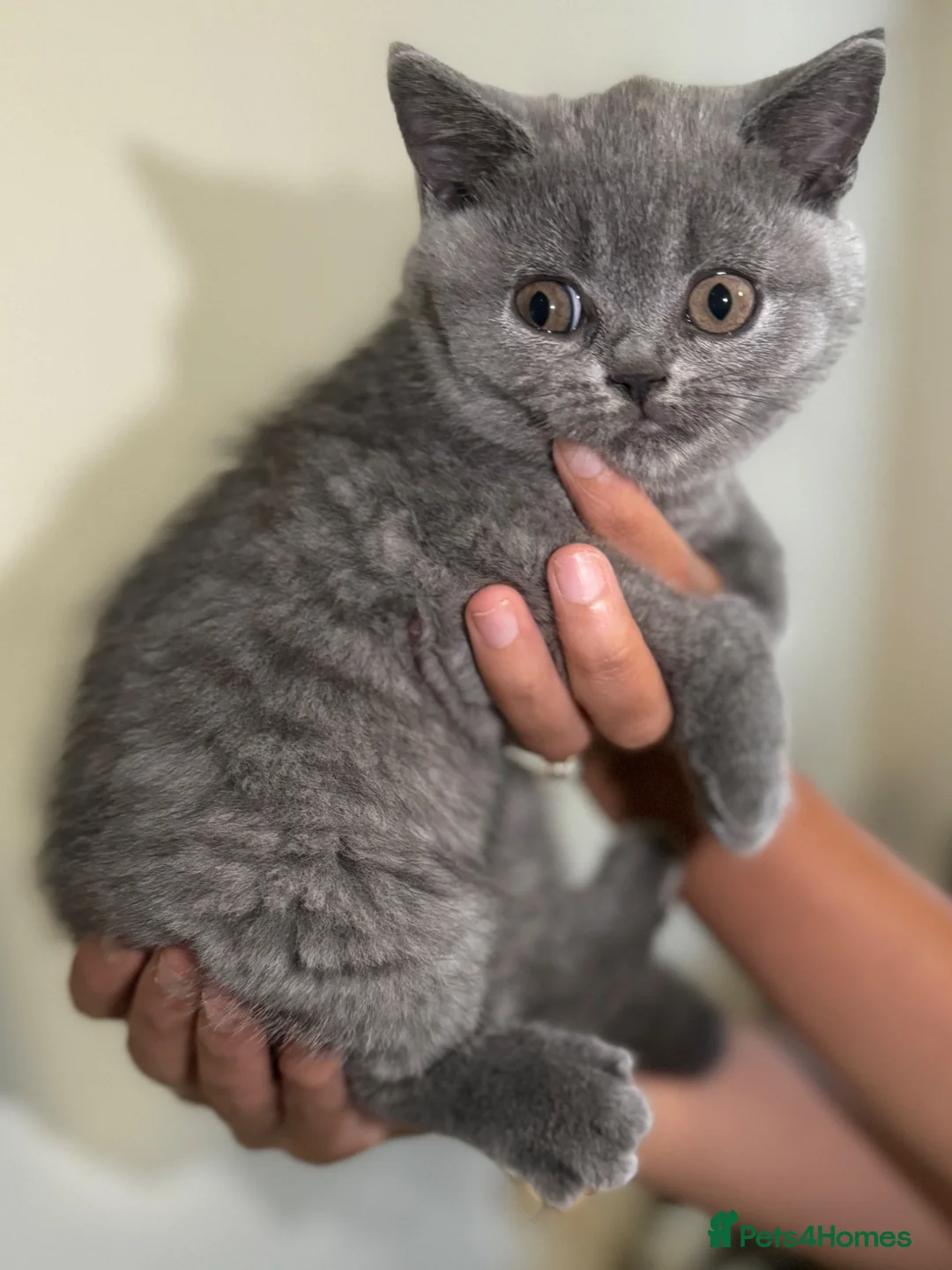 British Shorthair cats for sale: 3 British shorthair girls - Advert 22
