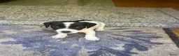 Jack Russell dogs for sale: Miniature Jack Russell Puppies  in Windlesham - Advert 10