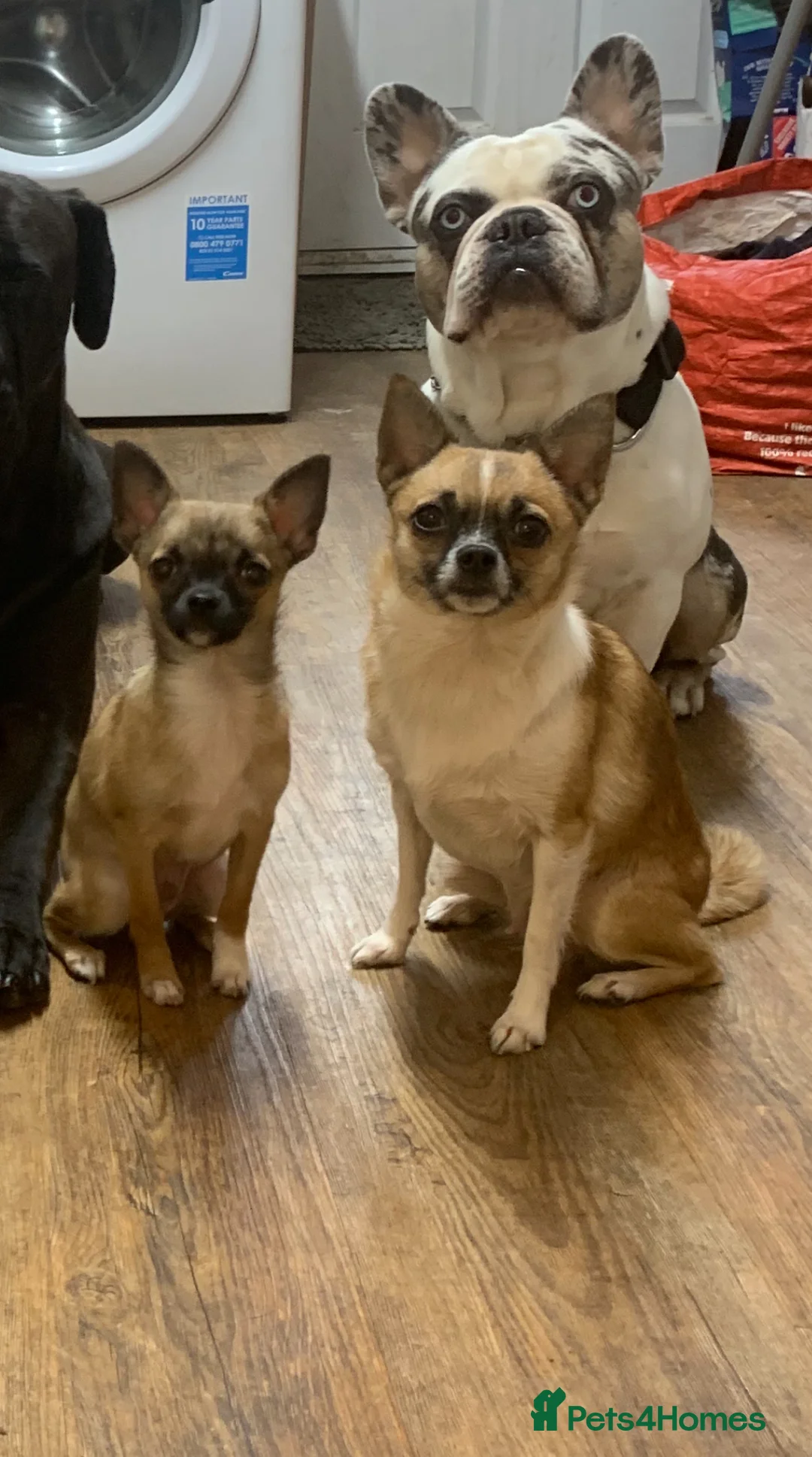 Pomchi dogs for sale: last male👀🏡 - Advert 1