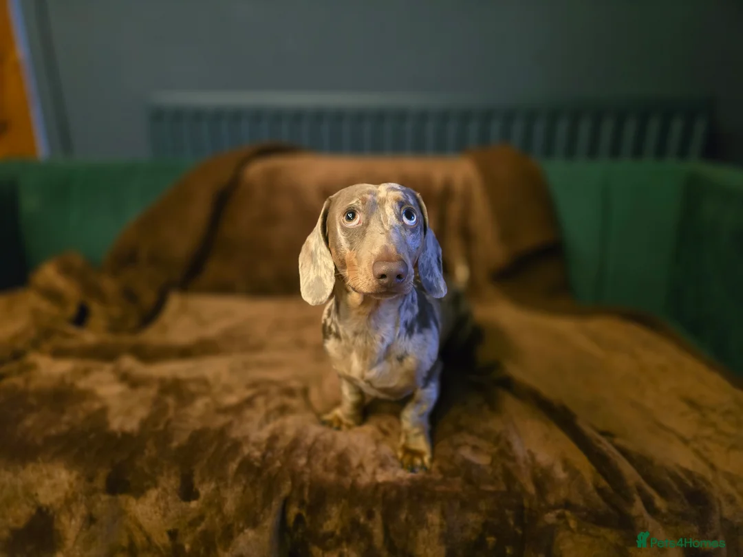Miniature Dachshund dogs for stud: Miniature dachshund for breeding - Advert 1