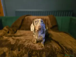 Miniature Dachshund dogs Miniature dachshund for breeding - Advert 1