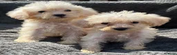 Cockapoo dogs for sale: F1B cockapoo puppies  in Atherstone - Advert 2