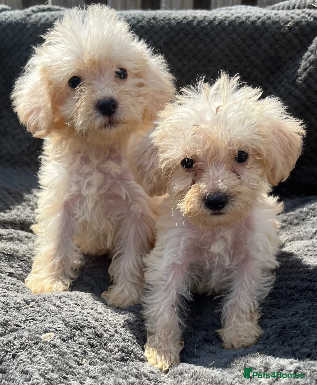 Cockapoo dogs for sale: F1B cockapoo puppies  in Atherstone - Advert 2