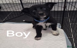 Mixed Breed dogs for sale: Collie X pups  - Image 6