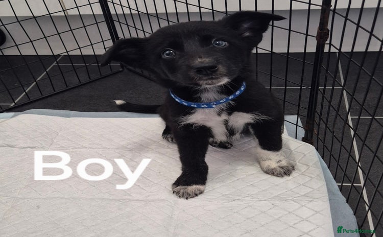 Mixed Breed dogs - Advert 3