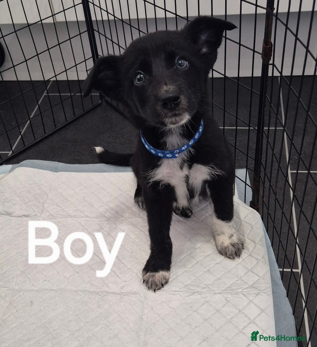 Mixed Breed dogs for sale: Collie X pups  - Image 6