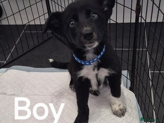 Mixed Breed dogs - Advert 8