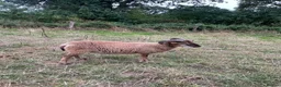 Sheep livestock for sale: Pedigree Castlemilk Moorit sheep in Taunton - Advert 3