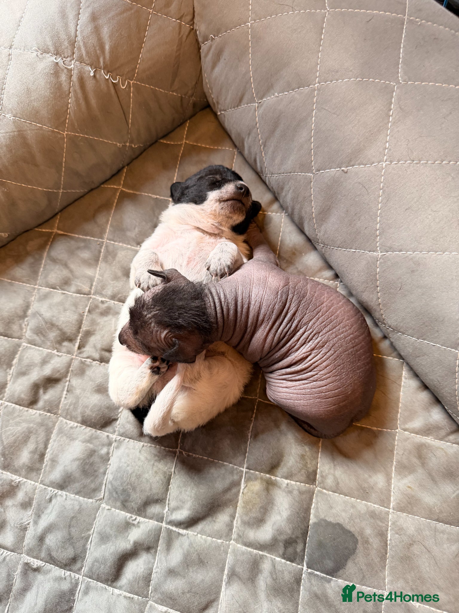 Mexican Hairless dogs for sale: Beautiful Mini Xoloitzcuintli Puppies  in Manchester - Advert 4
