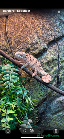 Chameleon reptiles - Advert 14