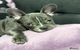 French Bulldog dogs for sale: French bull dog  - Image 3