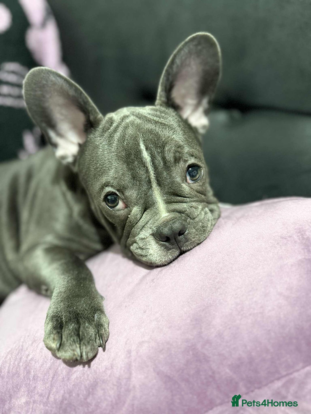 French Bulldog dogs for sale: French bull dog  - Image 3