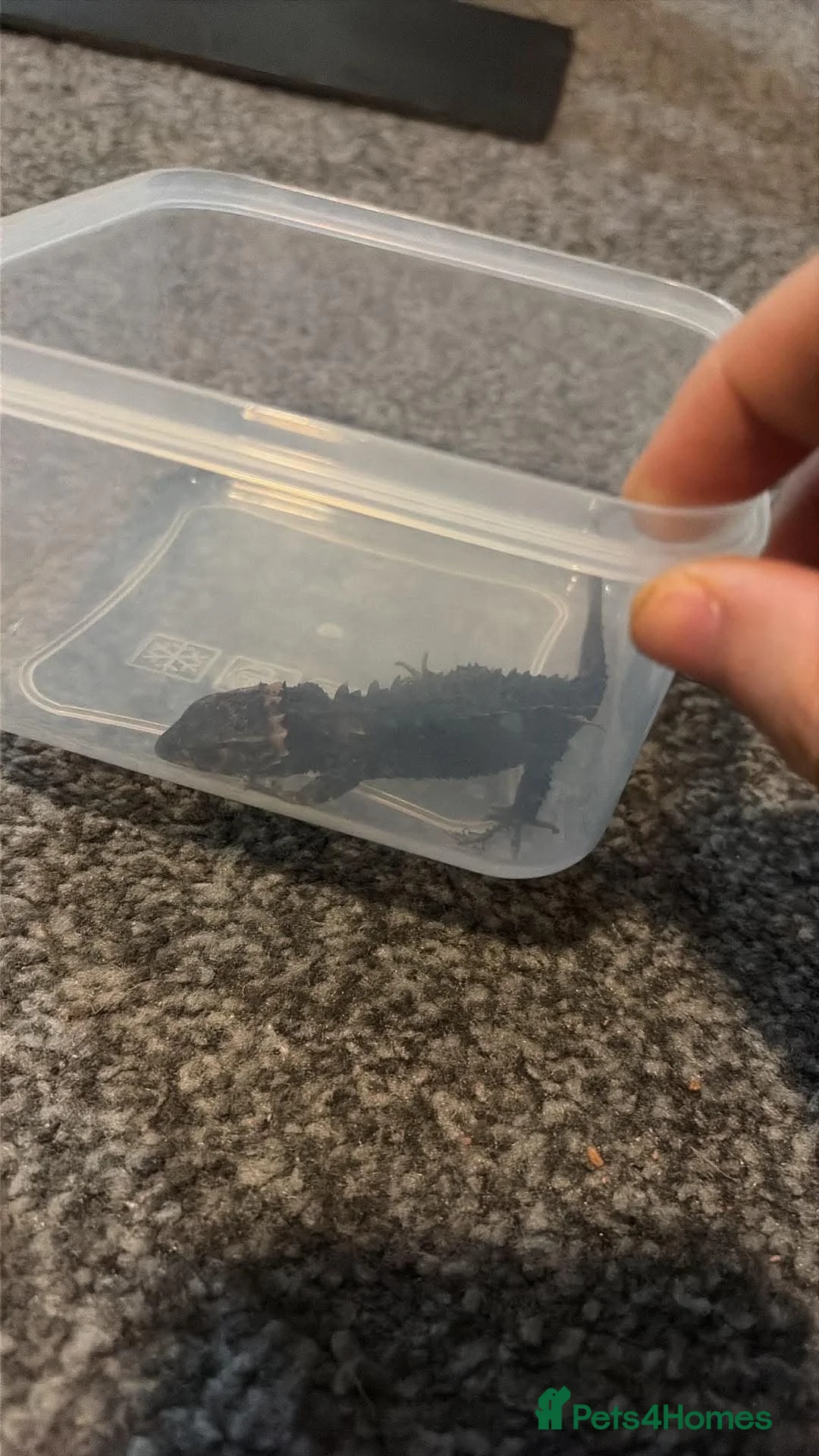 Skink reptiles for sale: Red eyed crocodile skink  - Advert 3