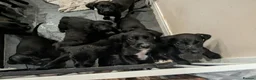 Mixed Breed dogs for sale: Beautiful puppies ready for forever homes in Preston - Advert 27