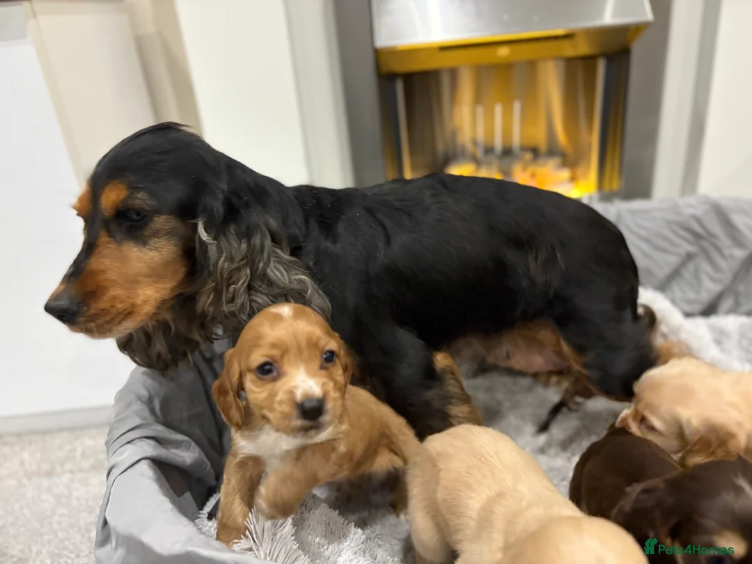 Cockapoo dogs for sale: F1 cockapoo - Advert 15