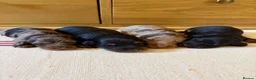 Miniature Dachshund dogs for sale: KC Long Haired Miniature Dachshund Puppies - Advert 14